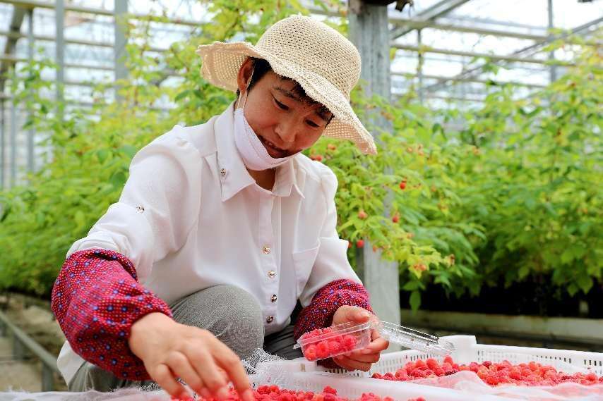 青海海东：全力构建现代农业三大体系
