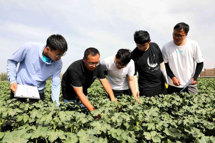 加快棉花品种选育 促进科技成果转化