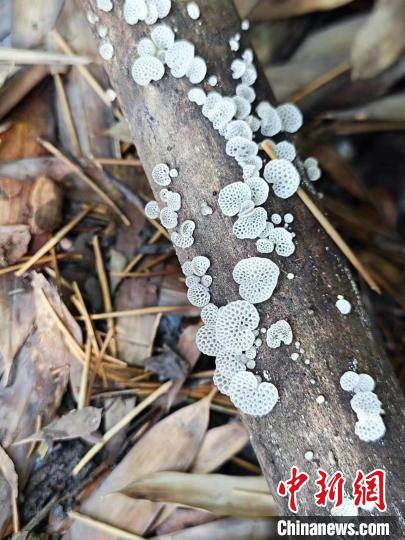 杭州发现真菌新物种半圆形胶孔菌