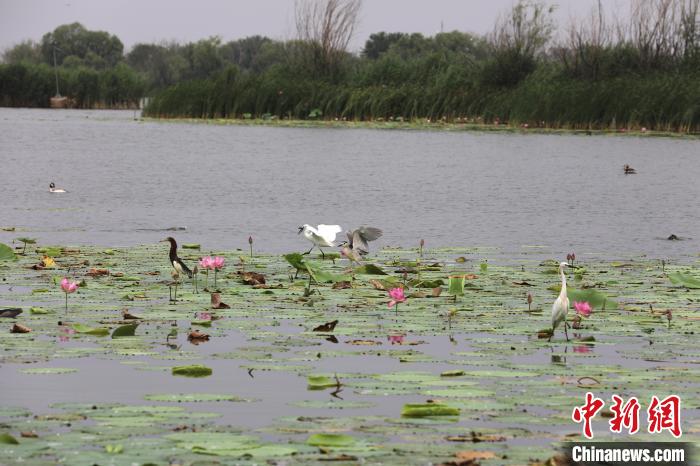 “京津冀最美湿地”衡水湖：入伏荷盛放 鹭鸟舞翩跹