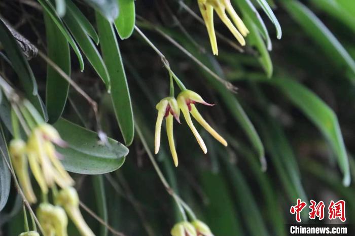 四川卧龙发现植物新种 命名为卧龙卷瓣兰-全球速看料