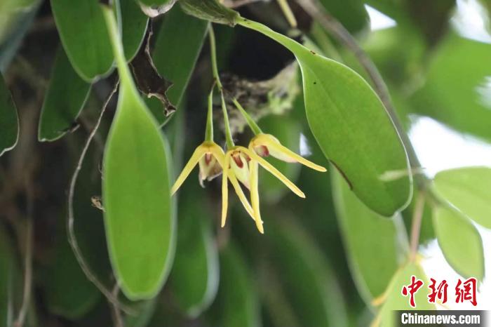 四川卧龙发现植物新种 命名为卧龙卷瓣兰