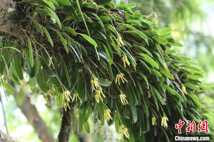 四川卧龙发现植物新种 命名为卧龙卷瓣兰