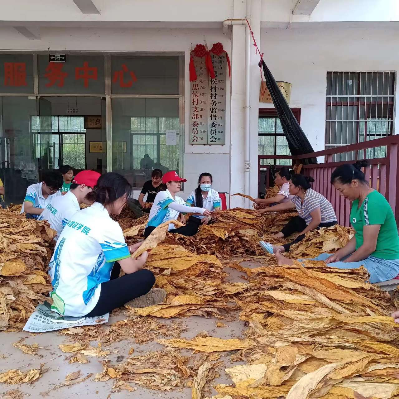 广西农职大学子“三下乡:将党的好政策送到田间地头