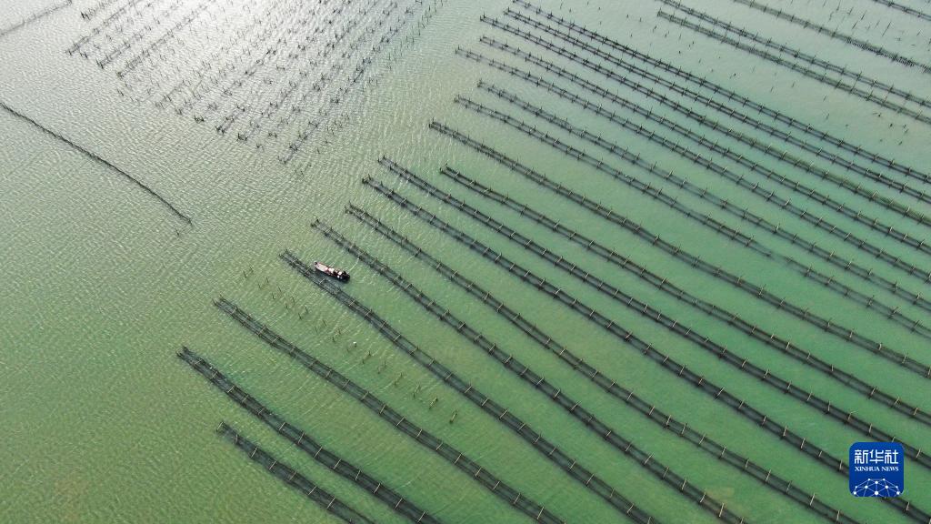 广东饶平：水产养殖谱写现代“海洋牧歌”