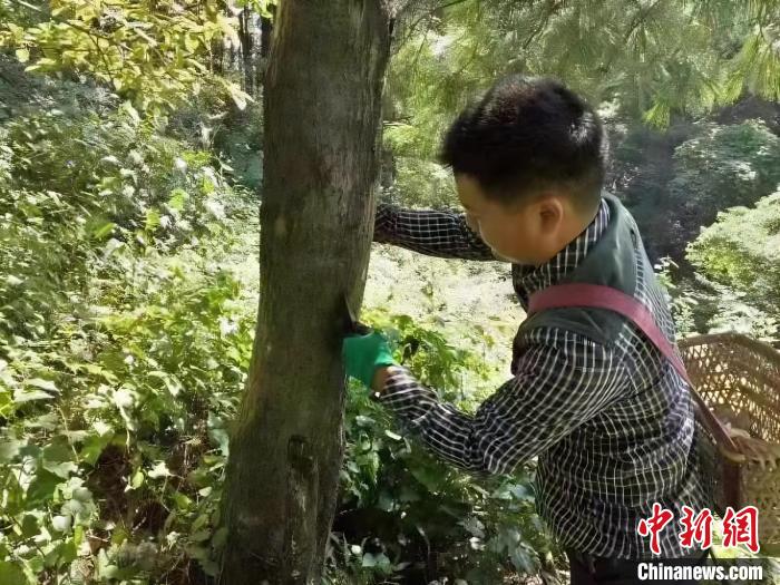 湖北竹溪：发展生漆全产业链激活村民增收新动能