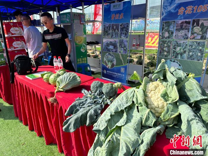 兰州榆中打造高原夏菜种业科创谷 引优质品种提供发展“芯片”