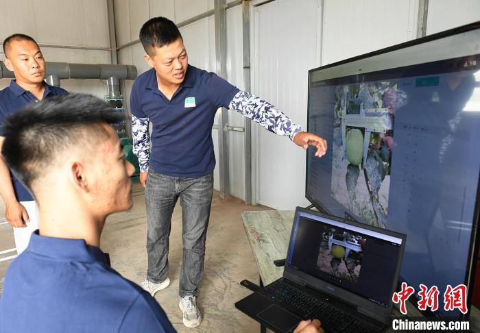 新疆兵团：智慧农业加速产业融合助推经济迸发新活力