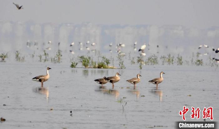 江西鄱阳湖南矶湿地保护区7月记录鸟类41574羽次