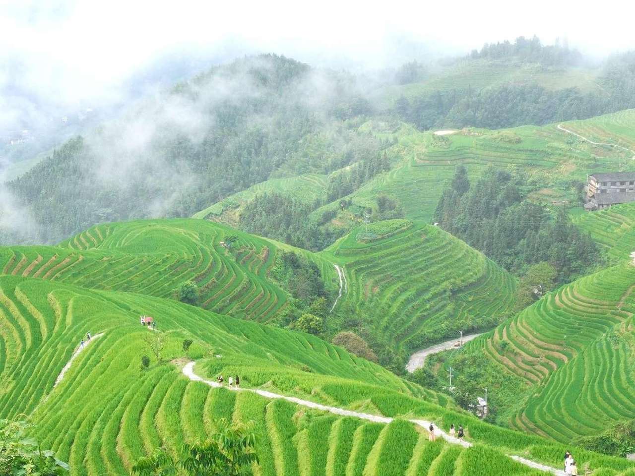 广西龙胜：种田地就是“种”风景 种水稻就是“种”黄金