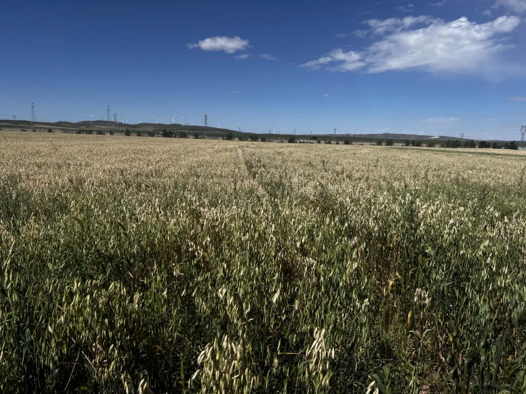 国产燕麦“出圈”背后，金融活水浇灌乌兰察布“小莜麦”大产业