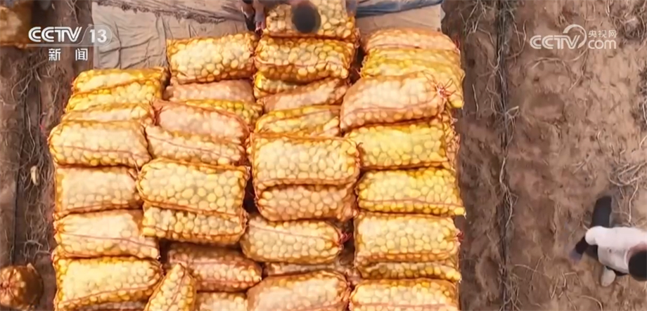 内蒙古鄂尔多斯沙地变良田 马铃薯喜获丰收供不应求