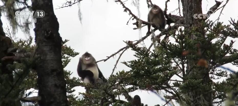 加强生物多样性保护 “雪山精灵”滇金丝猴种群数量稳步增加