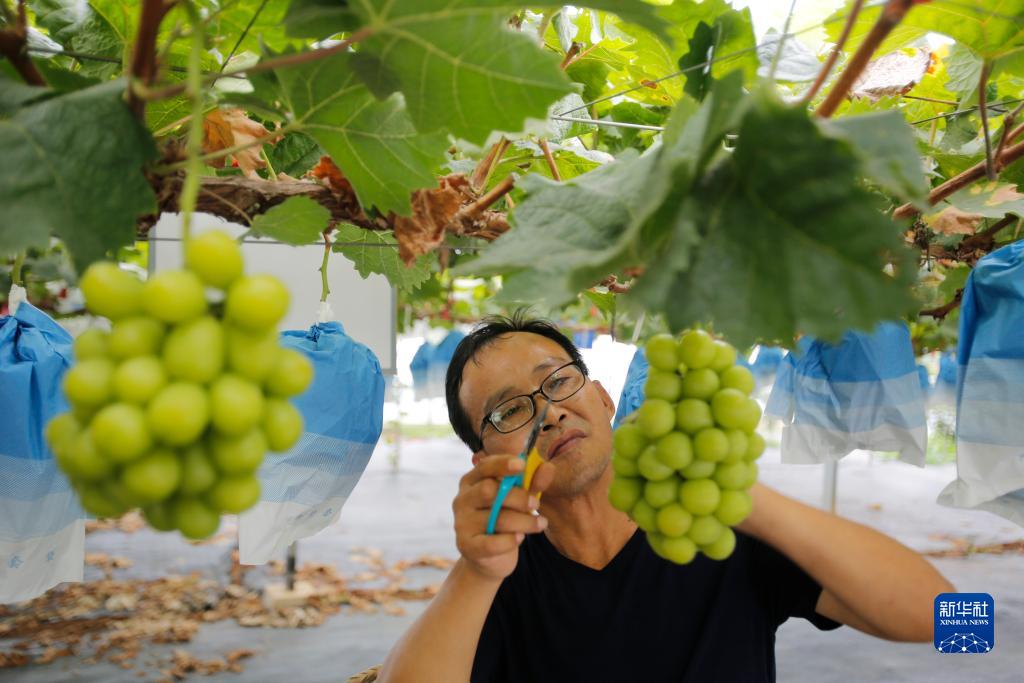 江苏句容：葡萄丰收上市