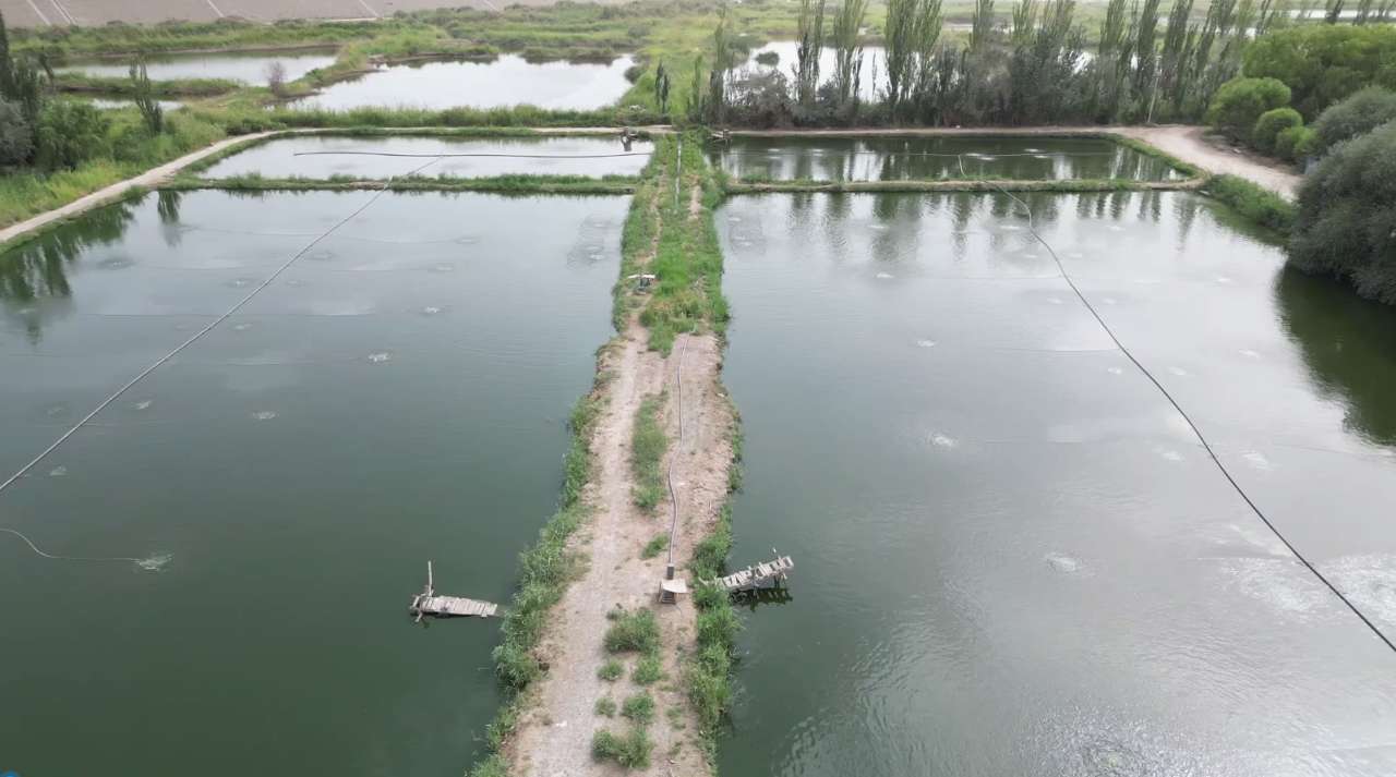 沿着河湖看新疆：冷水养出“热”产业