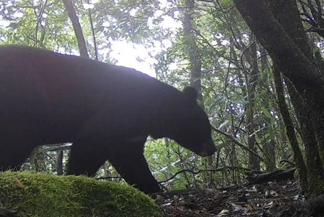 黑熊活动影像。福建闽江源国家级自然保护区供图
