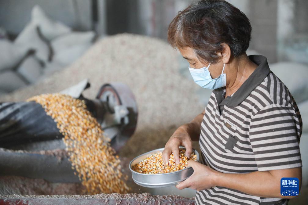 河南宝丰：秋粮收购平稳有序