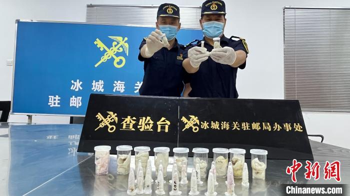 冰城海关截获4种32只外来物种活体蝎子 系中国首次截获
