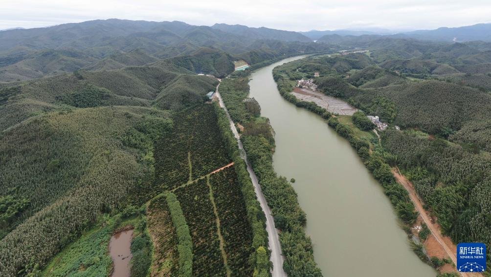 广东广宁：深耕竹产业促进绿色发展