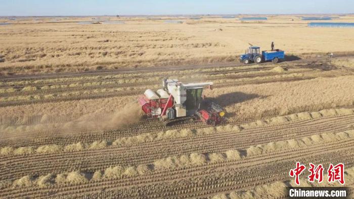 黑龙江省4700万亩水稻已收完