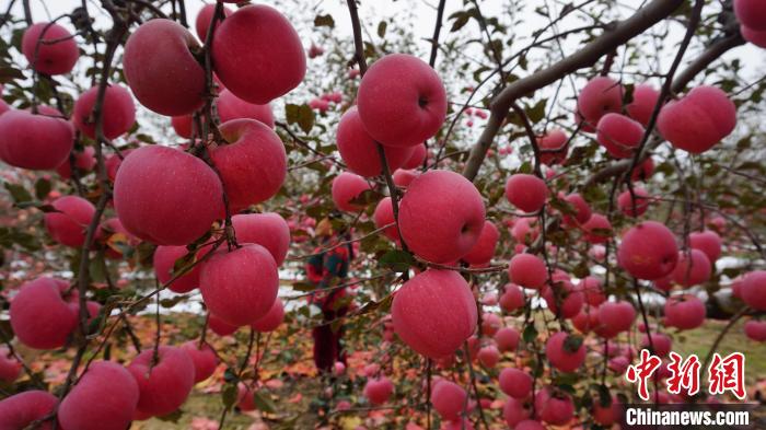 （乡村行·看振兴）山西吉县：苹果飘香盈满枝 果农迎来“好钱景”