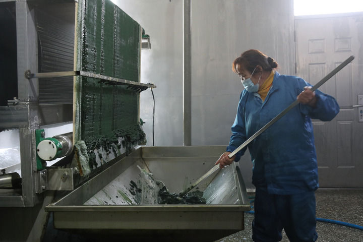 声视讯蒙｜内蒙古鄂托克旗：螺旋藻产业助发展
