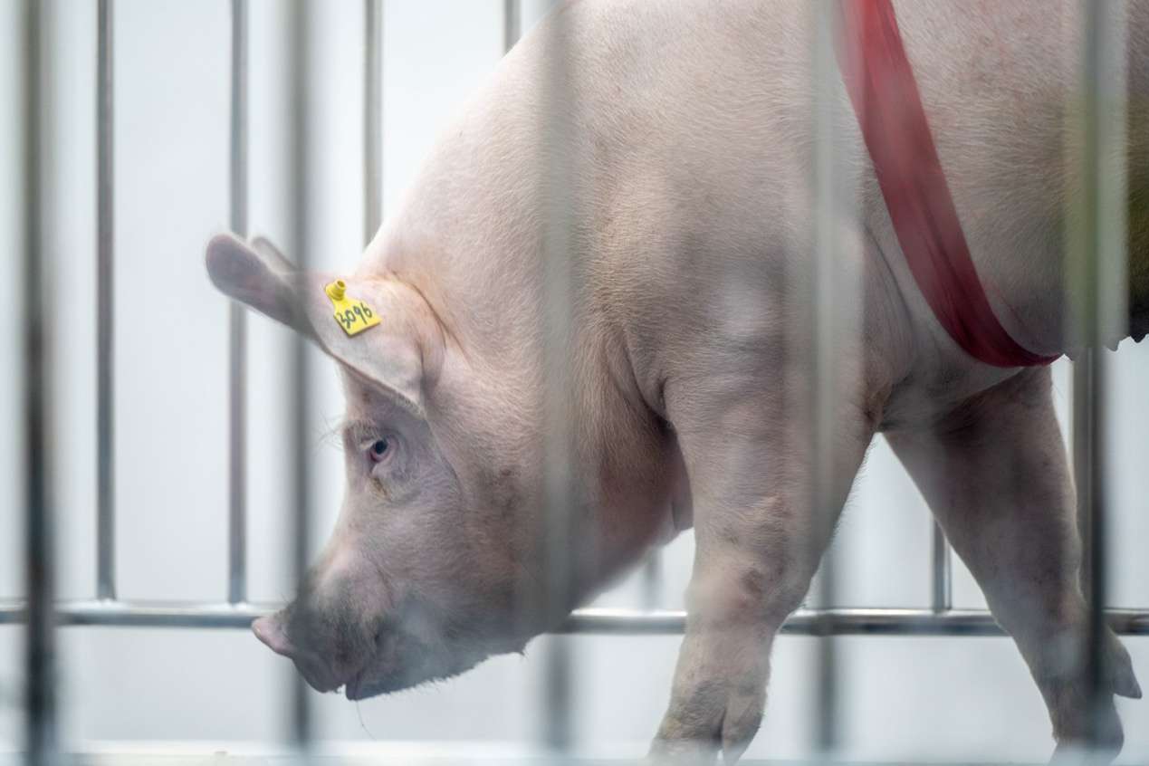 全国种猪大赛（湖北赛区）第23届中国武汉种猪拍卖展销会在华中农大举行