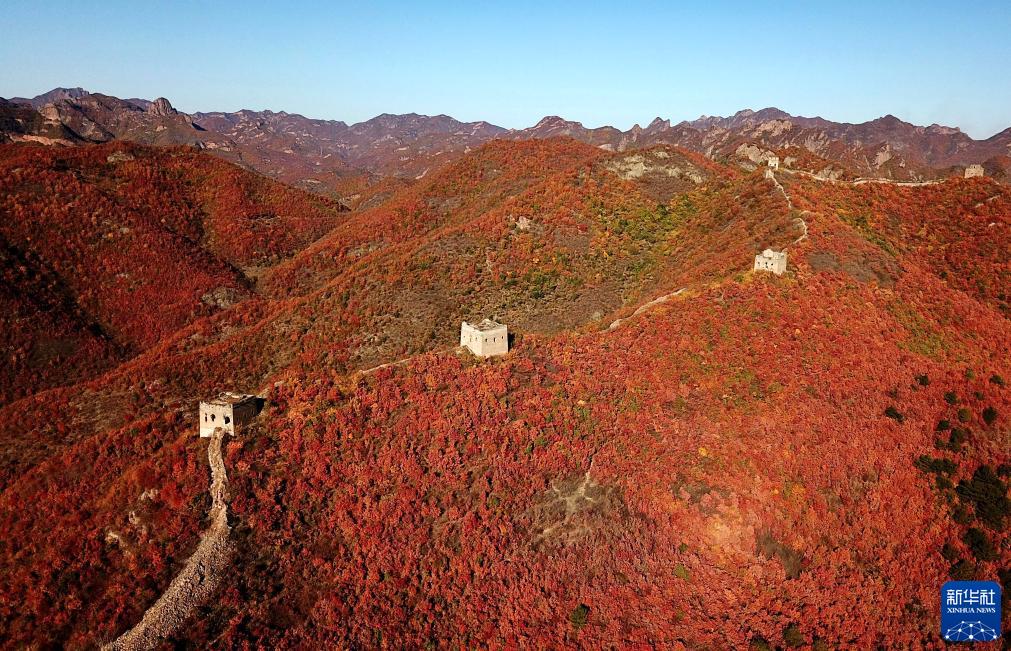 河北秦皇岛：秋染长城入画来