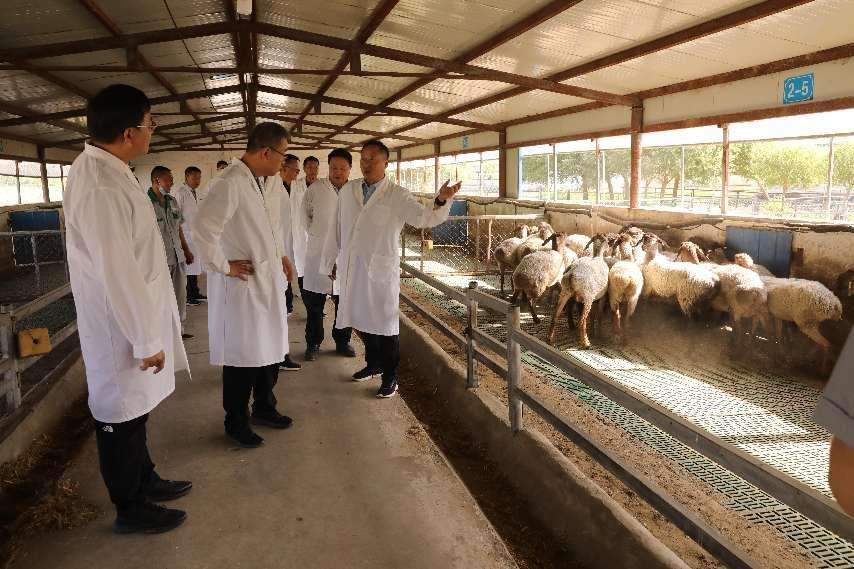 新疆麦盖提多浪羊多胎分子育种取得重大进展