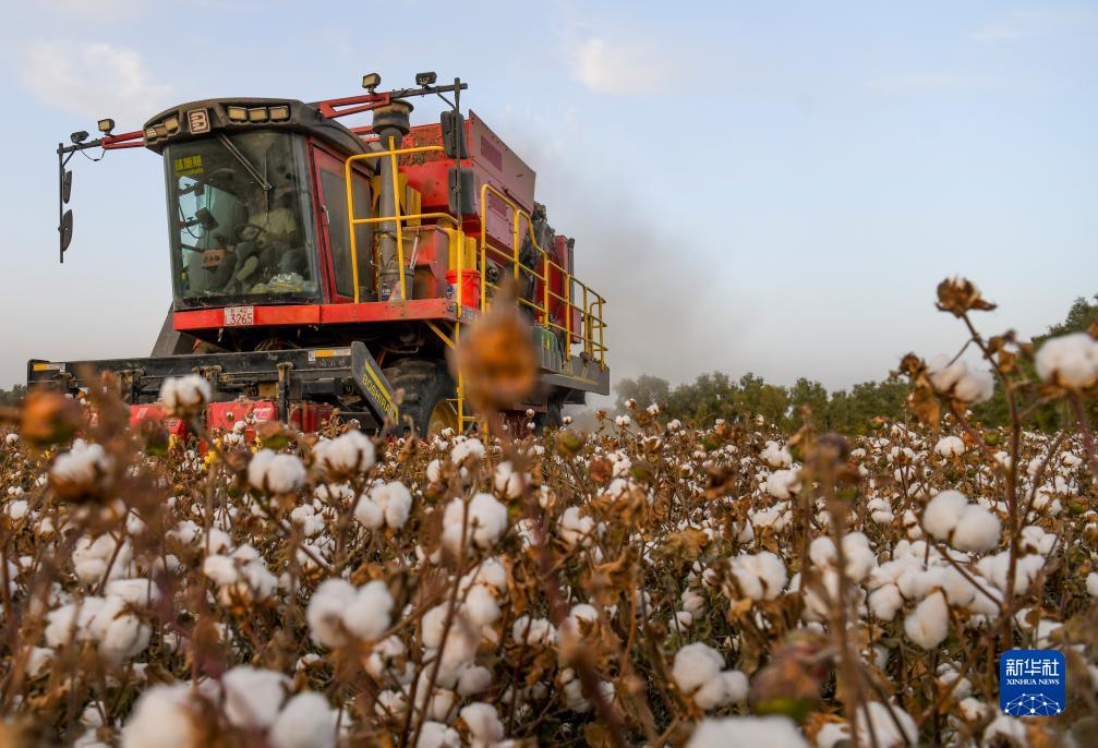 新疆：我国最大产棉区棉花采收忙