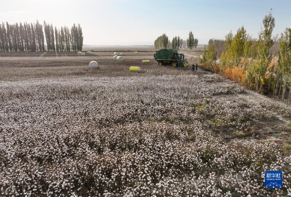 新疆：我国最大产棉区棉花采收忙