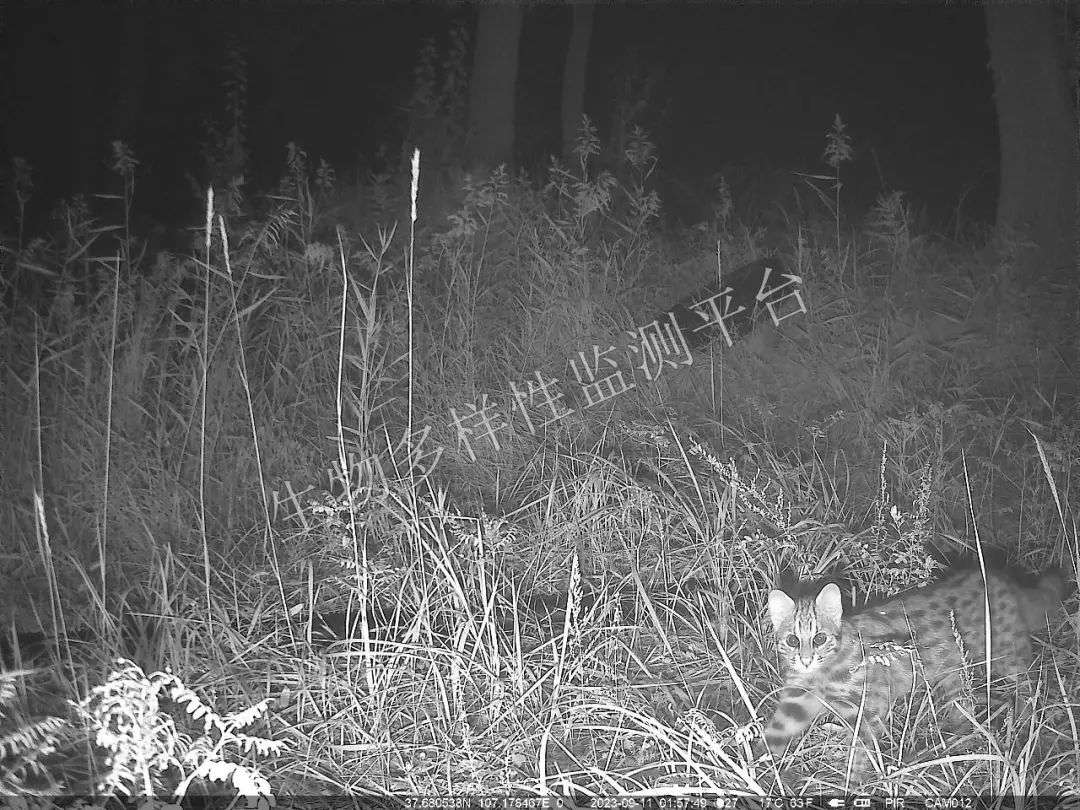 宁夏哈巴湖国家级自然保护区首次发现豹猫