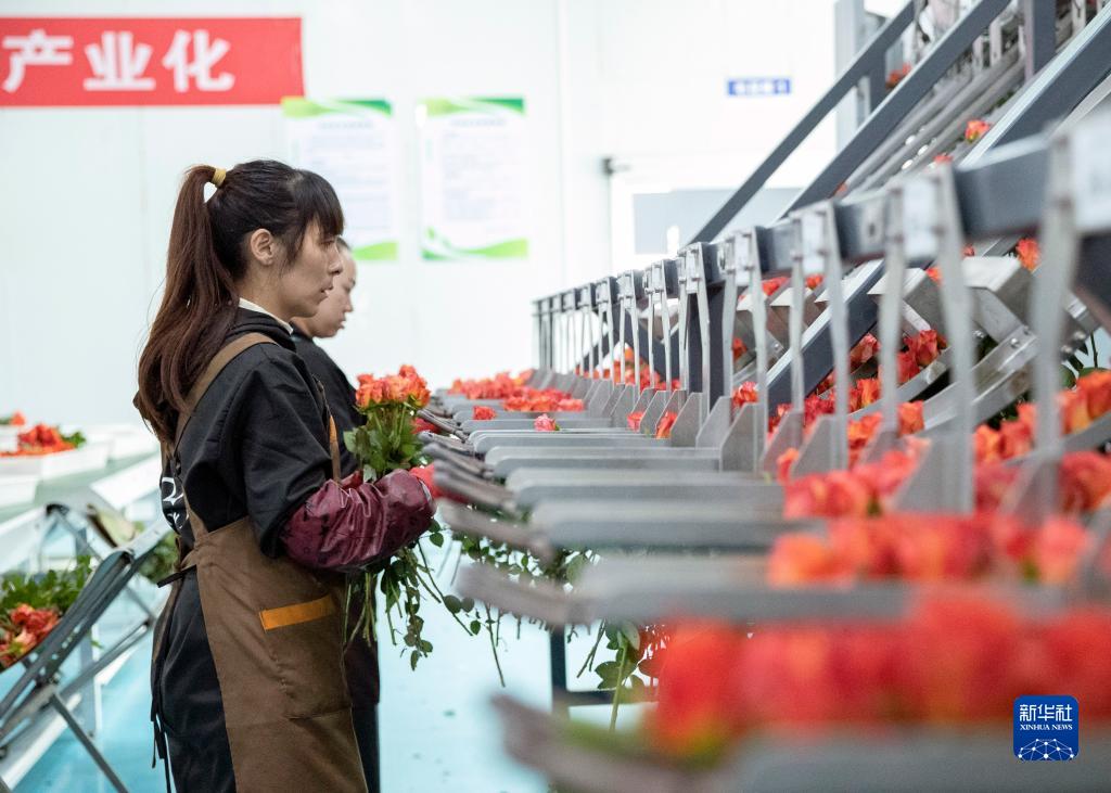 云南姚安：鲜花产业助力乡村振兴