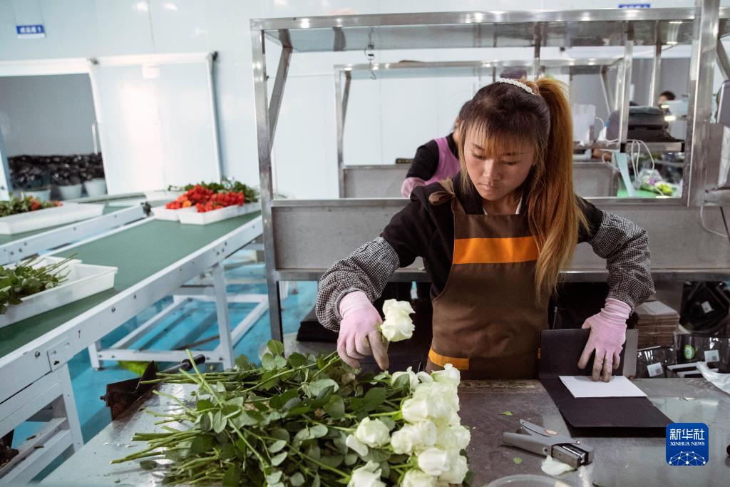 云南姚安：鲜花产业助力乡村振兴
