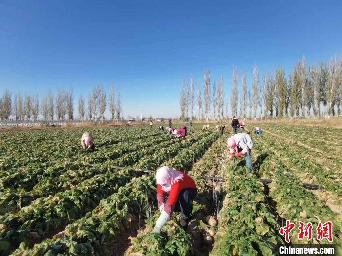 宁夏灵武:让“闲田”变“富田”