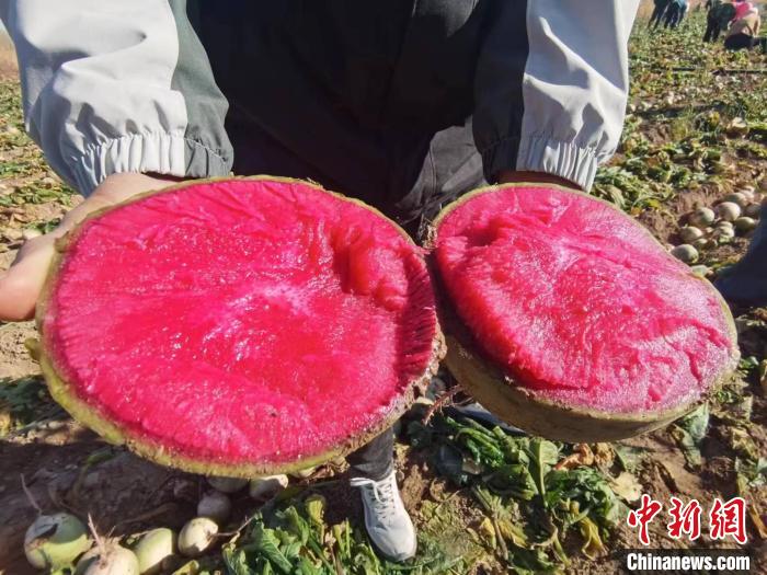 宁夏灵武:让“闲田”变“富田”