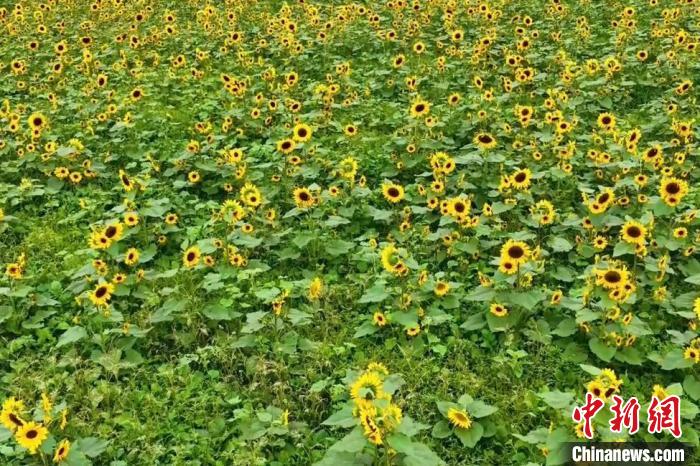 宁夏灵武:让“闲田”变“富田”