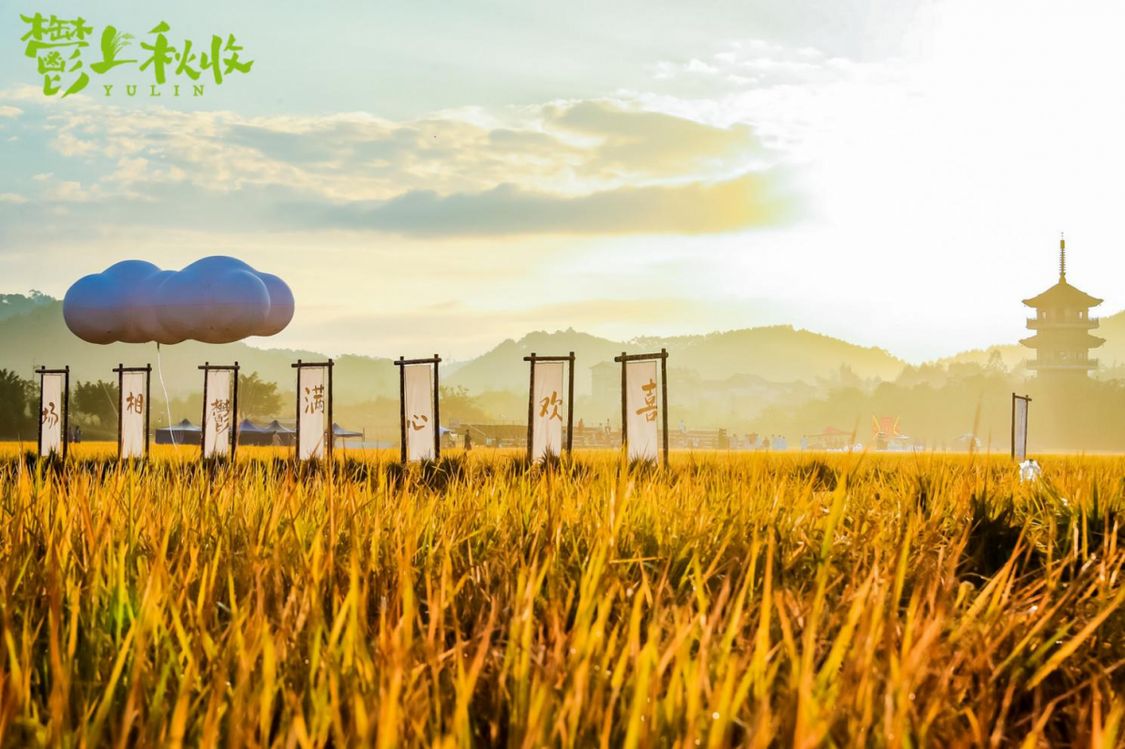 广西玉林稻田文化节10日开幕！带你走进五彩田园