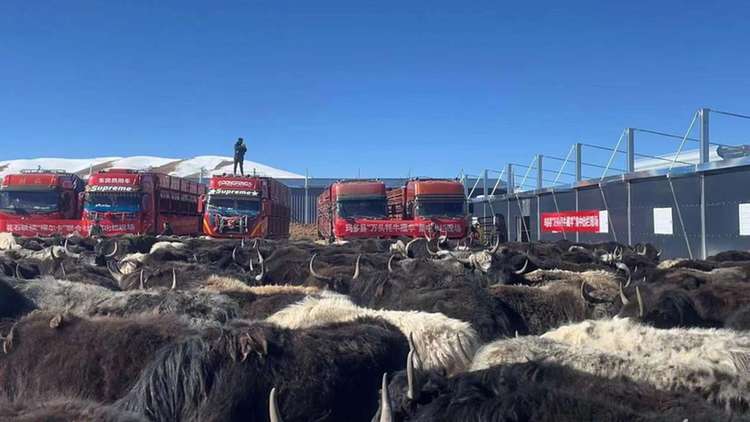 青海玛多：“万头牦牛藏羊”集中出栏 助力农牧民增收