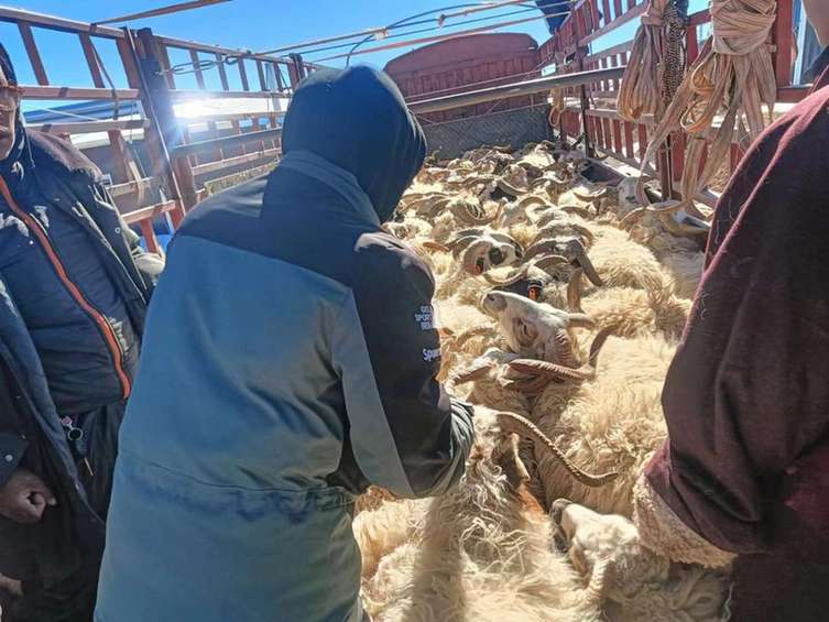 青海玛多：“万头牦牛藏羊”集中出栏 助力农牧民增收