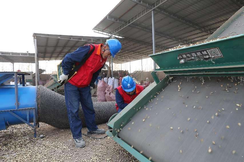 新疆巴州：电力驱动甘草加工产业兴