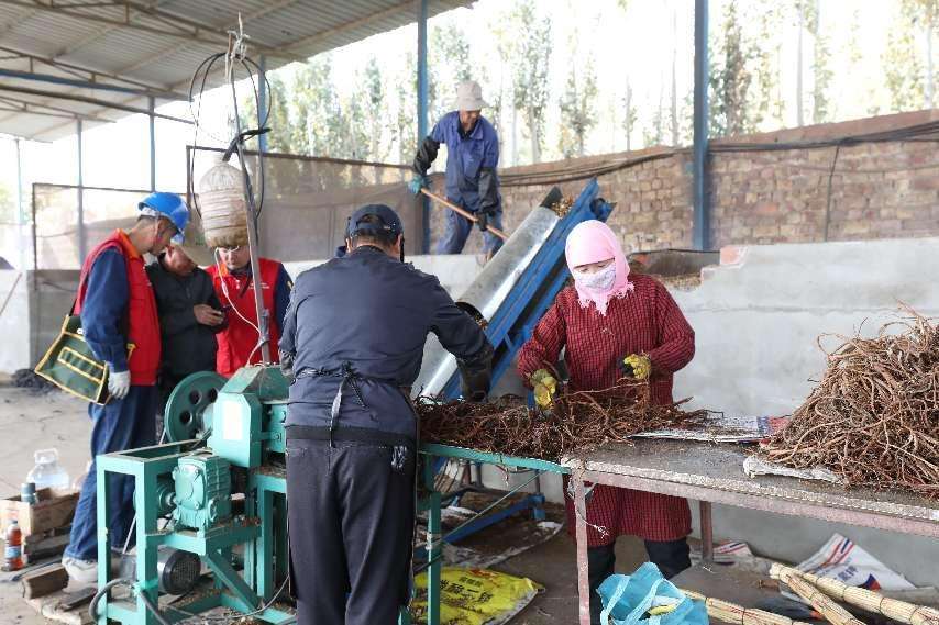 新疆巴州：电力驱动甘草加工产业兴