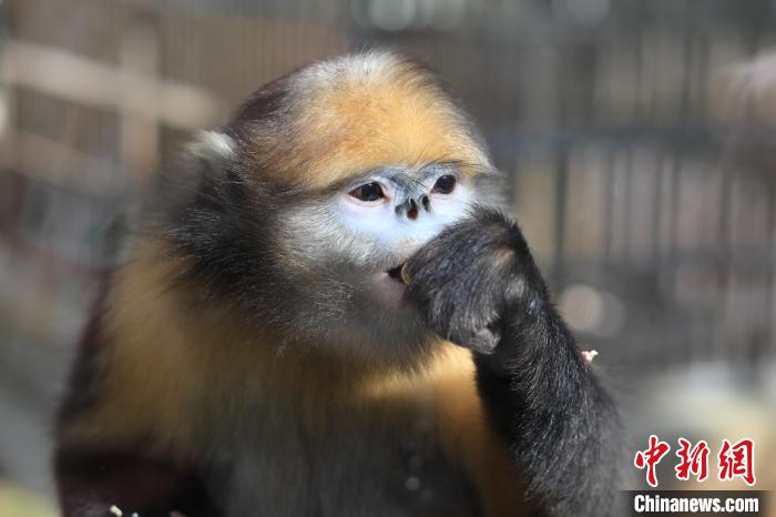 贵州梵净山:大数据赋能科研监测守护“地球独生子”