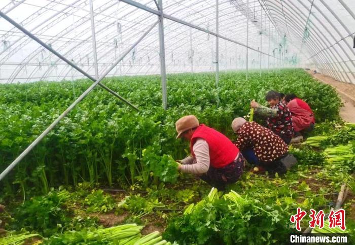 （乡村行·看振兴）江苏睢宁：种植设施蔬菜激活乡村振兴“新引擎”