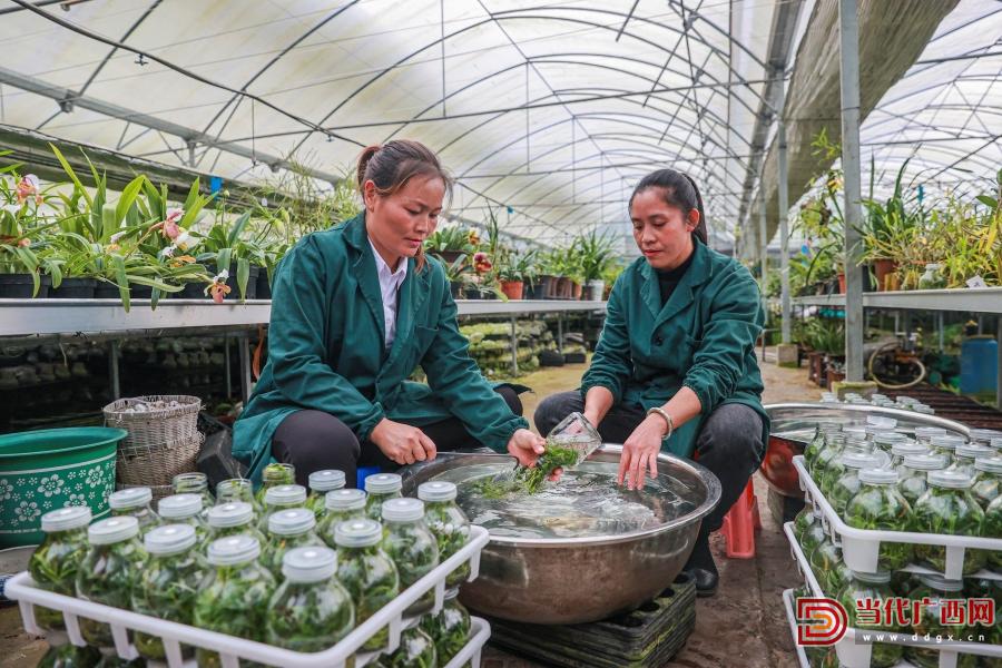 科技育兰 匠心护兰