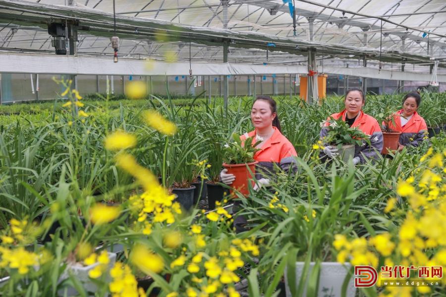 科技育兰 匠心护兰