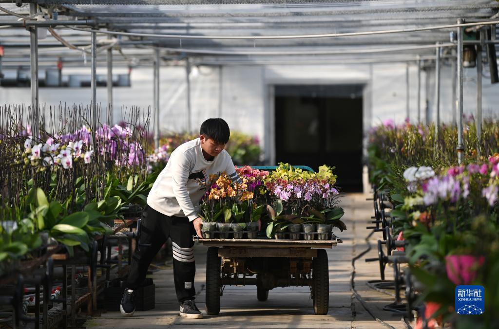 天津：温室培育蝴蝶兰 长势良好待上市