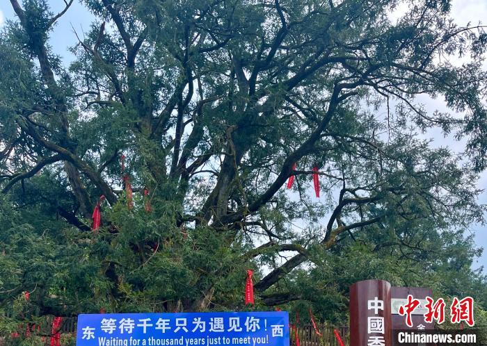 乡贤“认养”数百棵古香榧树 乡情浇灌“共富果”