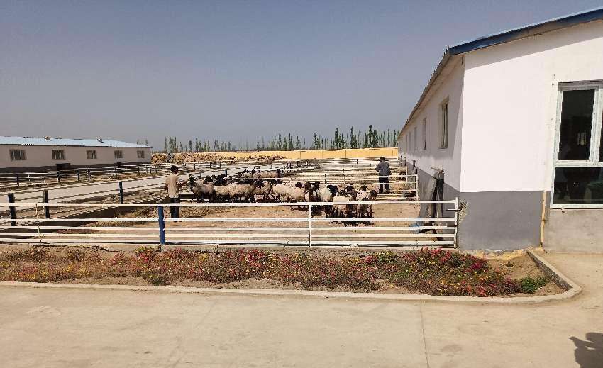 山东日照援疆：村企融合发展 助推麦盖提畜牧产业高质量发展