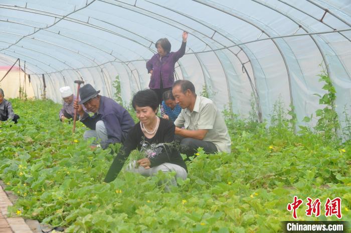 （乡村行·看振兴）中国西部乡村：日光温室大棚变身致富“聚宝盆”